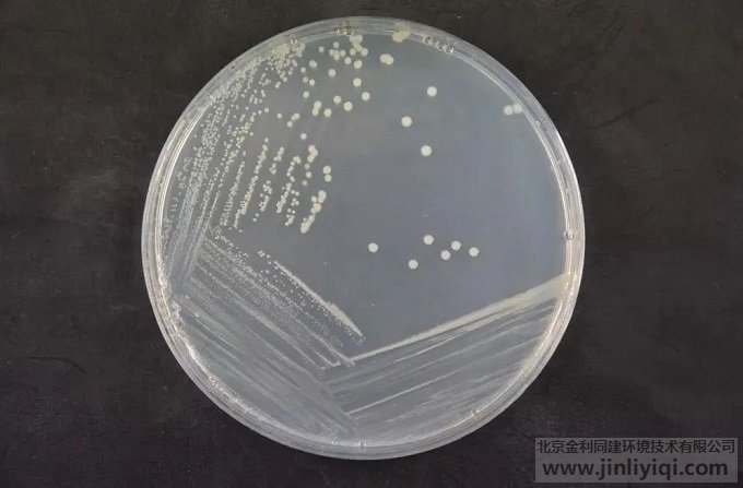 椰毒假單胞菌培養菌落